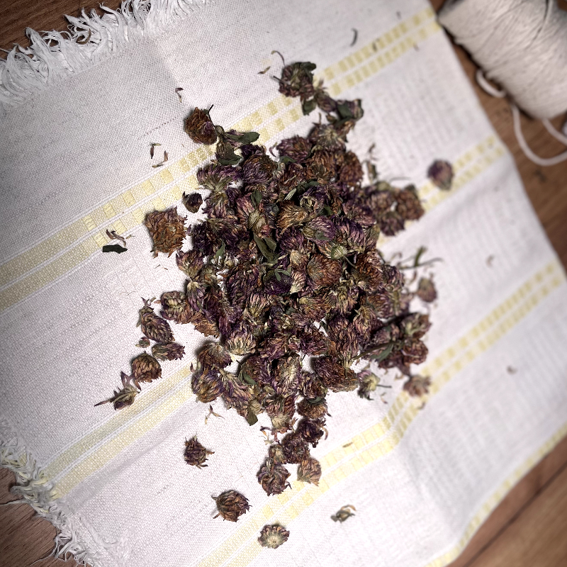 Koniczyna czerwona - zioło na menopauzę, uderzenia gorąca, zmiany nastroju